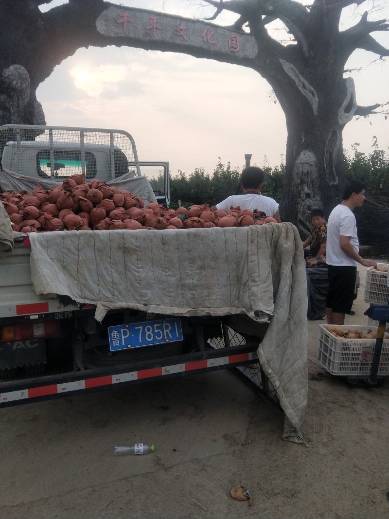 2021河北本地精品皇冠梨，产地直销，量大