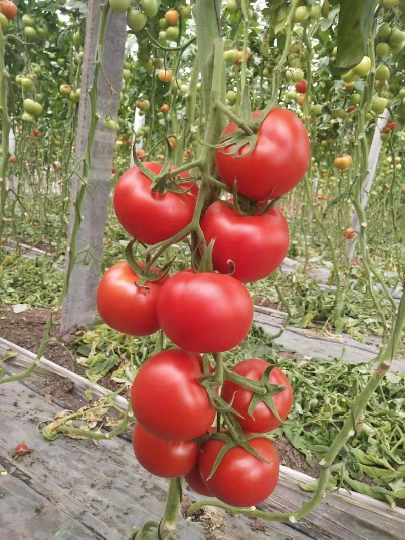 山东潍坊寿光大红西红柿种子苗大红番茄种子苗大红石头番茄