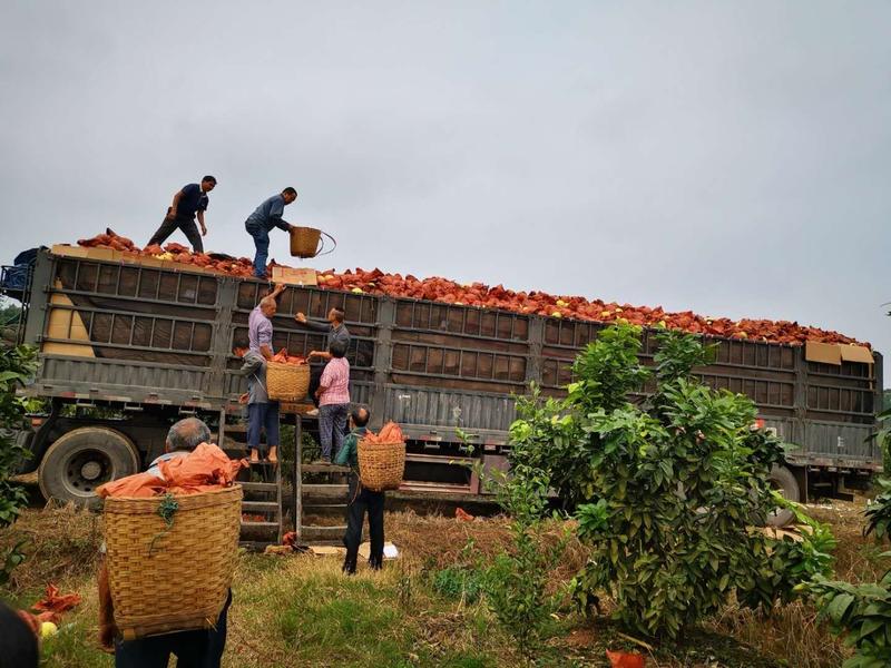 万亩三红蜜柚基地大量上市基地直供年产2000万斤以上