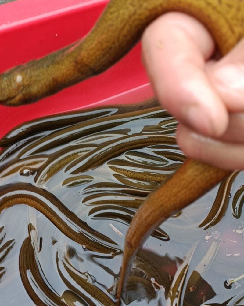 鲁山精品土黄鳝，活力十足，不ye不要钱，沟塘河溪逮的