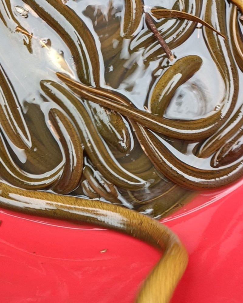 鲁山精品土黄鳝，活力十足，不ye不要钱，沟塘河溪逮的