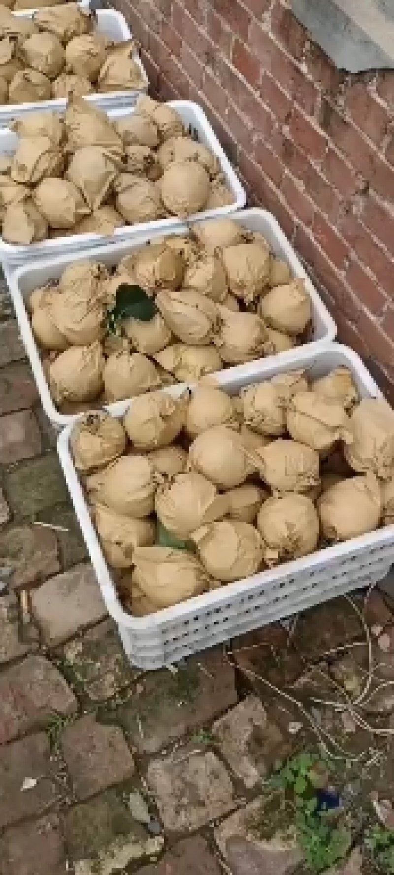 皇冠梨