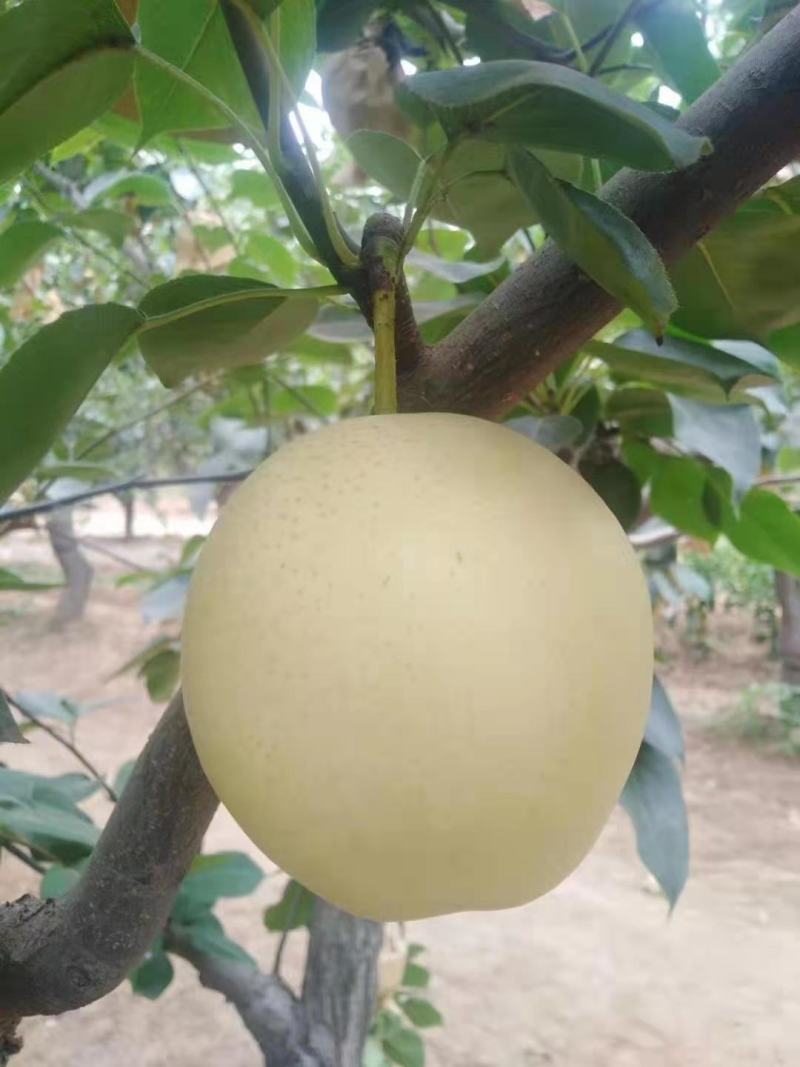 皇冠梨