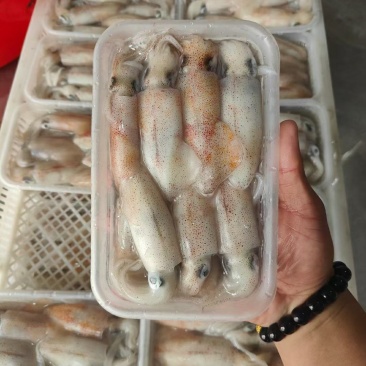 鱿鱼，硬皮小鱿鱼，软皮的也有，口感很好，质量保证，价格实