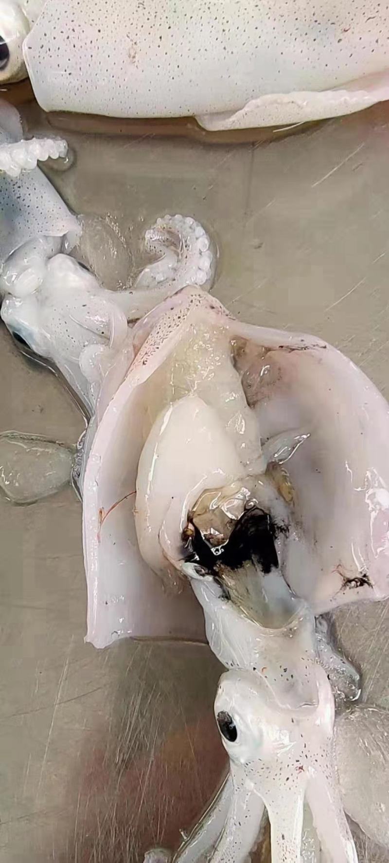 鱿鱼，硬皮小鱿鱼，软皮的也有，口感很好，质量保证，价格实