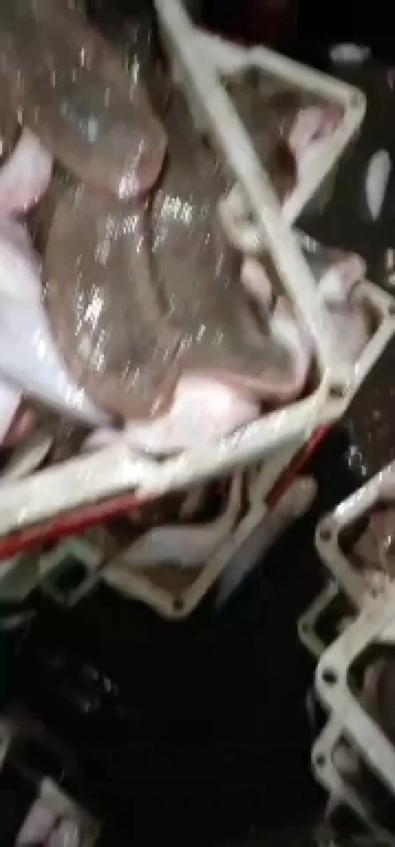 踏板鱼，舌头鱼，龙利鱼，玉兔