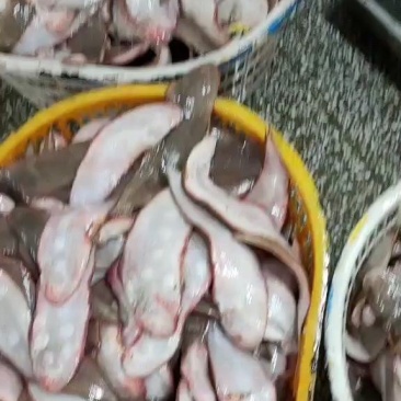 踏板鱼，舌头鱼，龙利鱼，玉兔