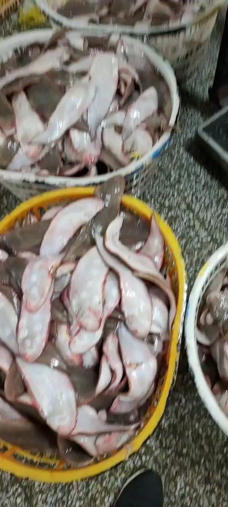 踏板鱼，舌头鱼，龙利鱼，玉兔