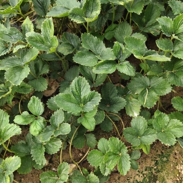 【推荐】山东甜宝草莓苗基地直发量大优惠成活率高免费技术指导