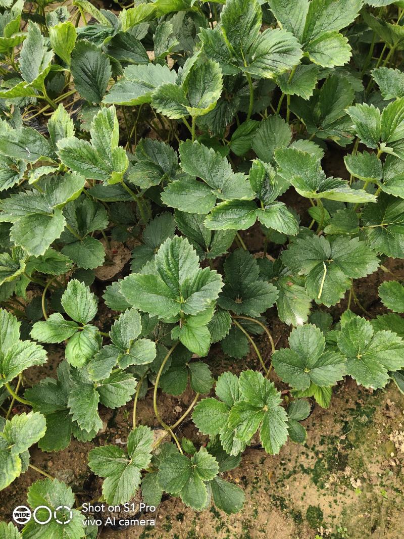 【推荐】山东甜宝草莓苗基地直发量大优惠成活率高免费技术指导