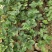 【推荐】山东甜宝草莓苗基地直发量大优惠成活率高免费技术指导
