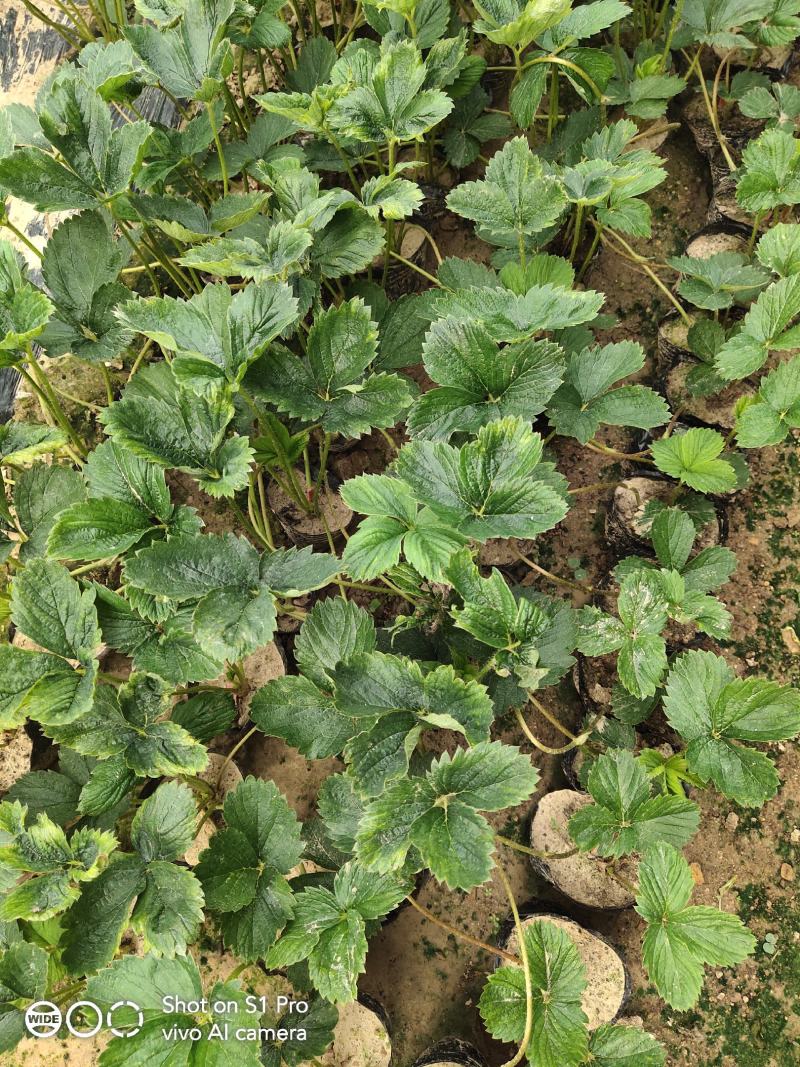 【推荐】山东甜宝草莓苗基地直发量大优惠成活率高免费技术指导