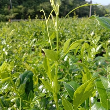 张家界罗塔坪霉茶