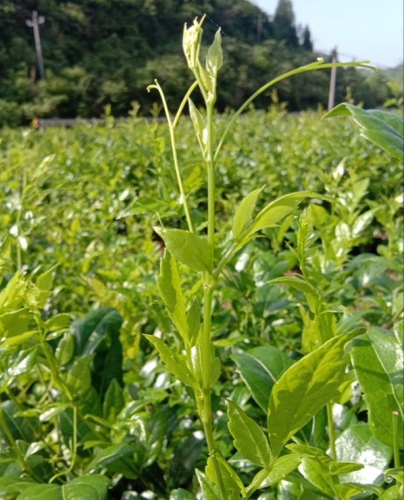 张家界罗塔坪霉茶