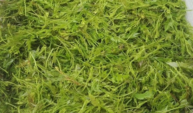 张家界罗塔坪霉茶