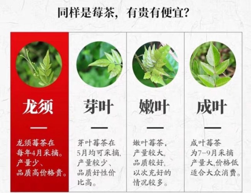 张家界罗塔坪霉茶