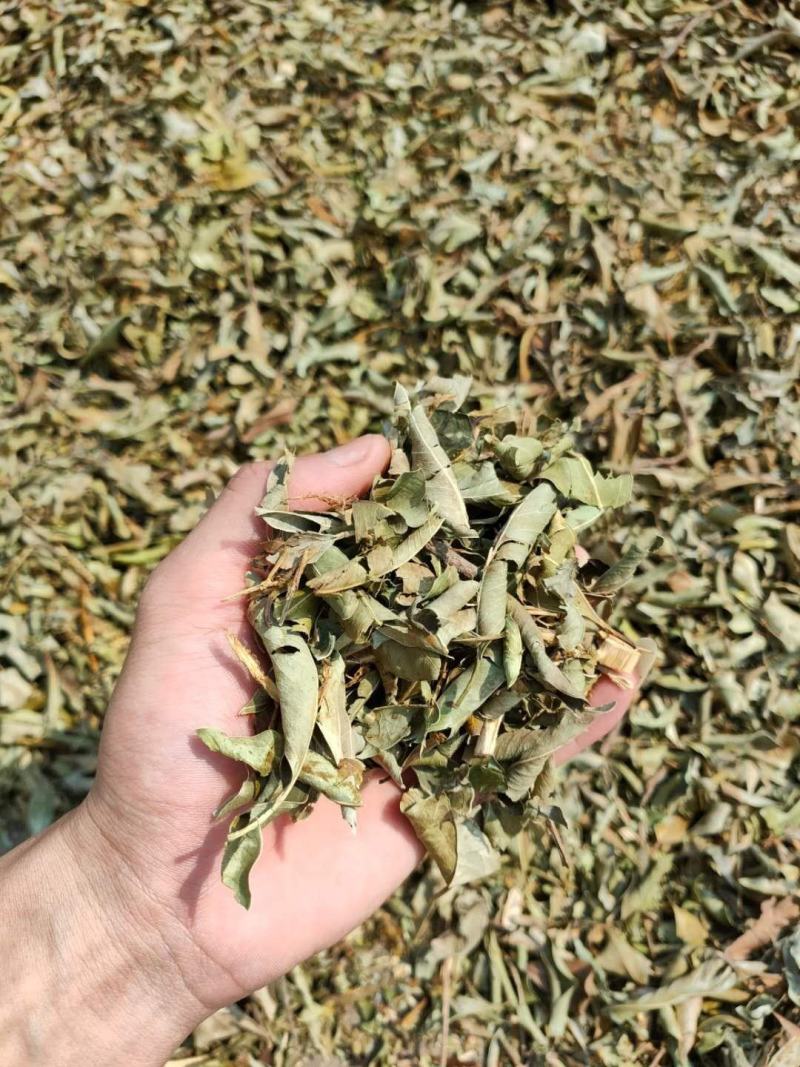 小叶榕（榕树叶）产地直供一手货源