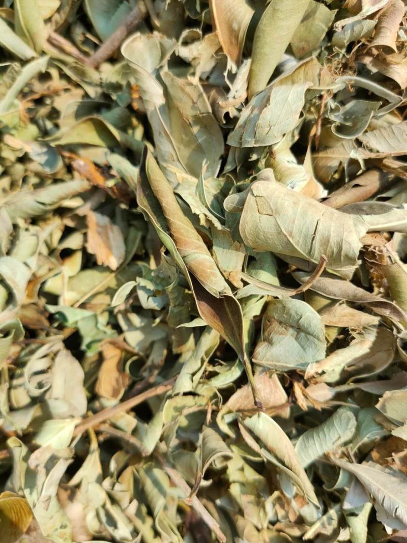 小叶榕（榕树叶）产地直供一手货源