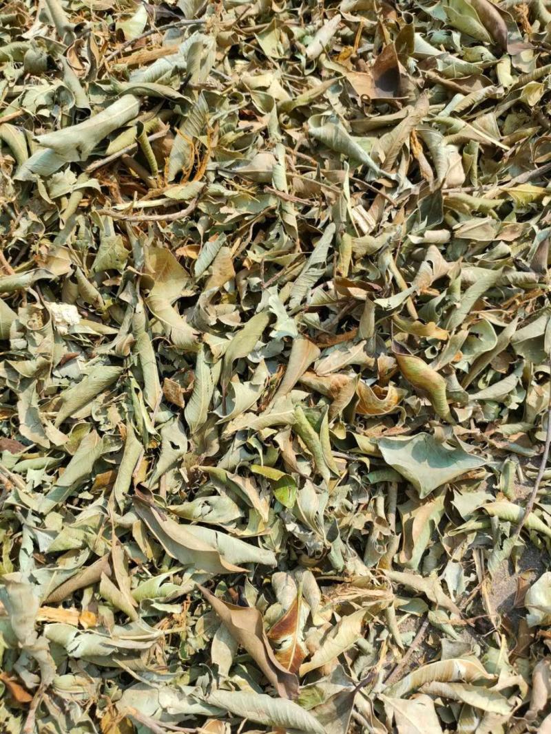 小叶榕（榕树叶）产地直供一手货源