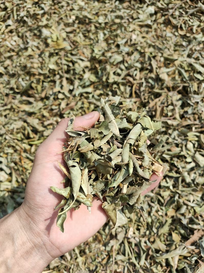 小叶榕（榕树叶）产地直供一手货源