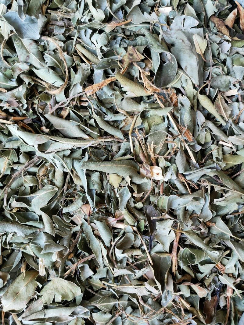 小叶榕（榕树叶）产地直供一手货源