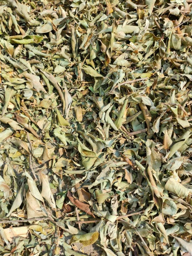 小叶榕（榕树叶）产地直供一手货源