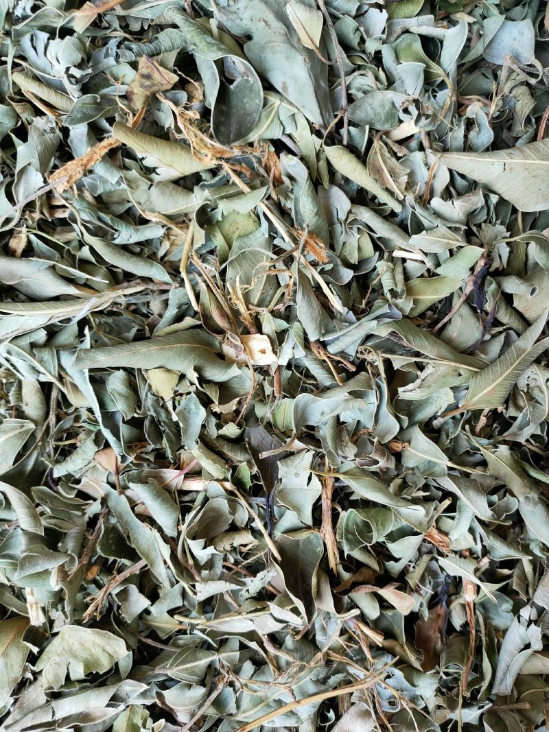 小叶榕（榕树叶）产地直供一手货源