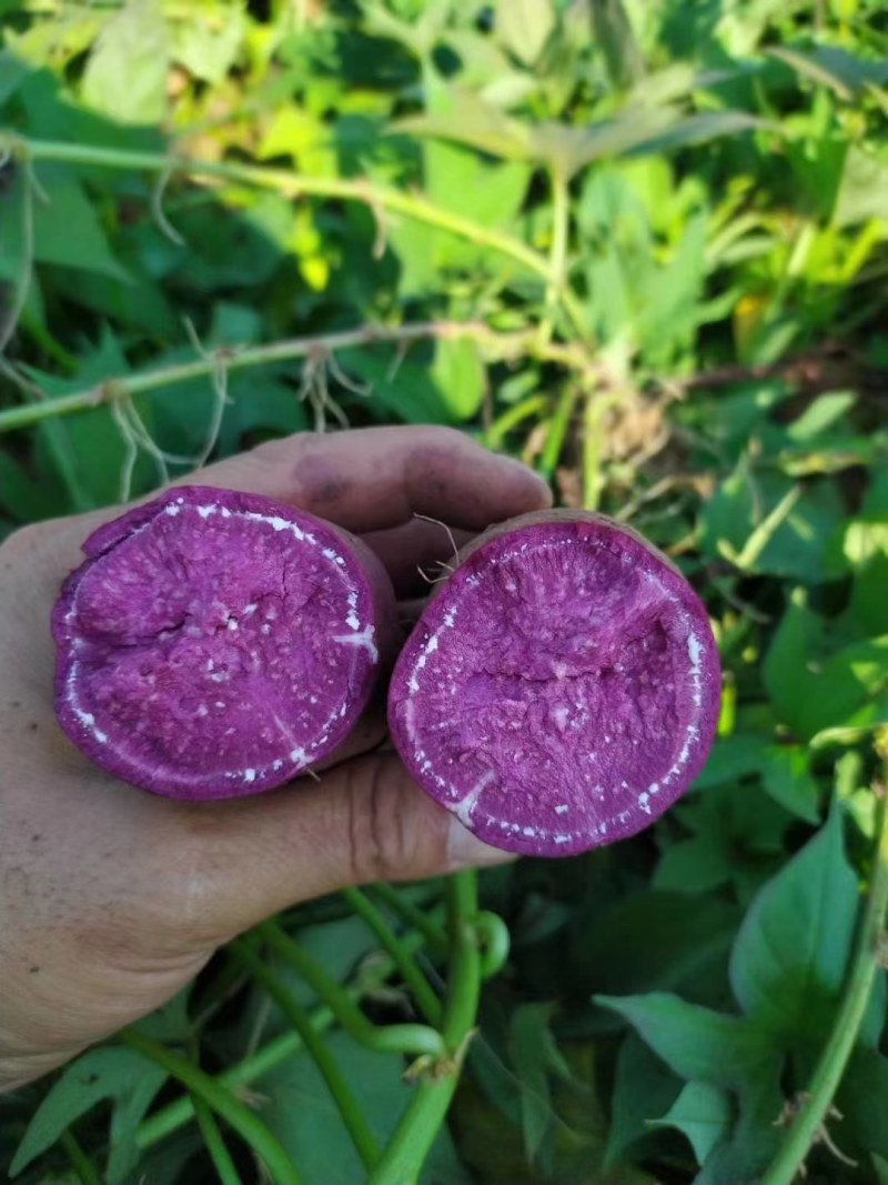 紫薯，正宗湖北宜城花叶紫薯，口感细腻，面甜