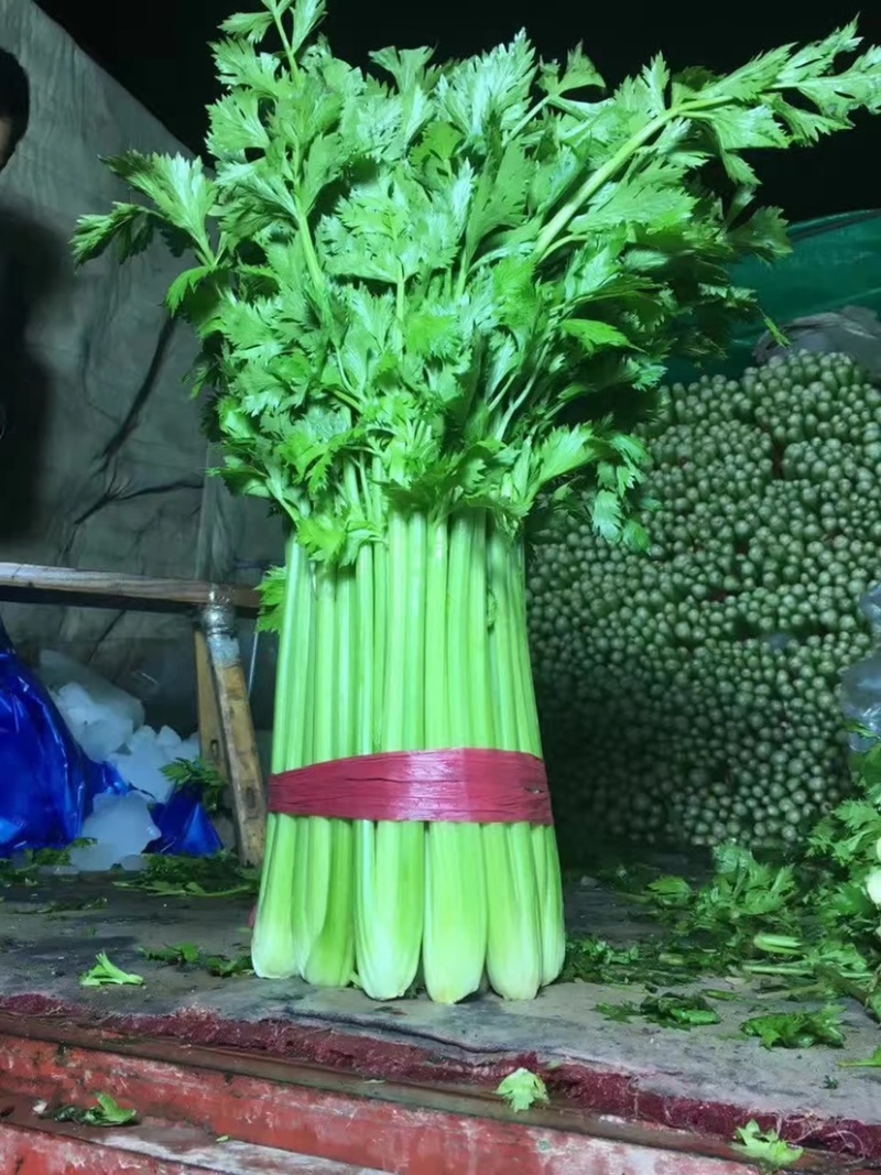 【大棚西芹】大棚芹菜价格优质量漂亮亮度好欢迎电联