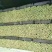 【大棚西芹】大棚芹菜价格优质量漂亮亮度好欢迎电联