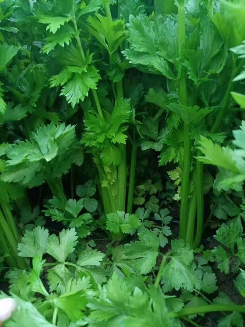 【大棚西芹】大棚芹菜价格优质量漂亮亮度好欢迎电联