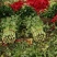 【大棚西芹】大棚芹菜价格优质量漂亮亮度好欢迎电联