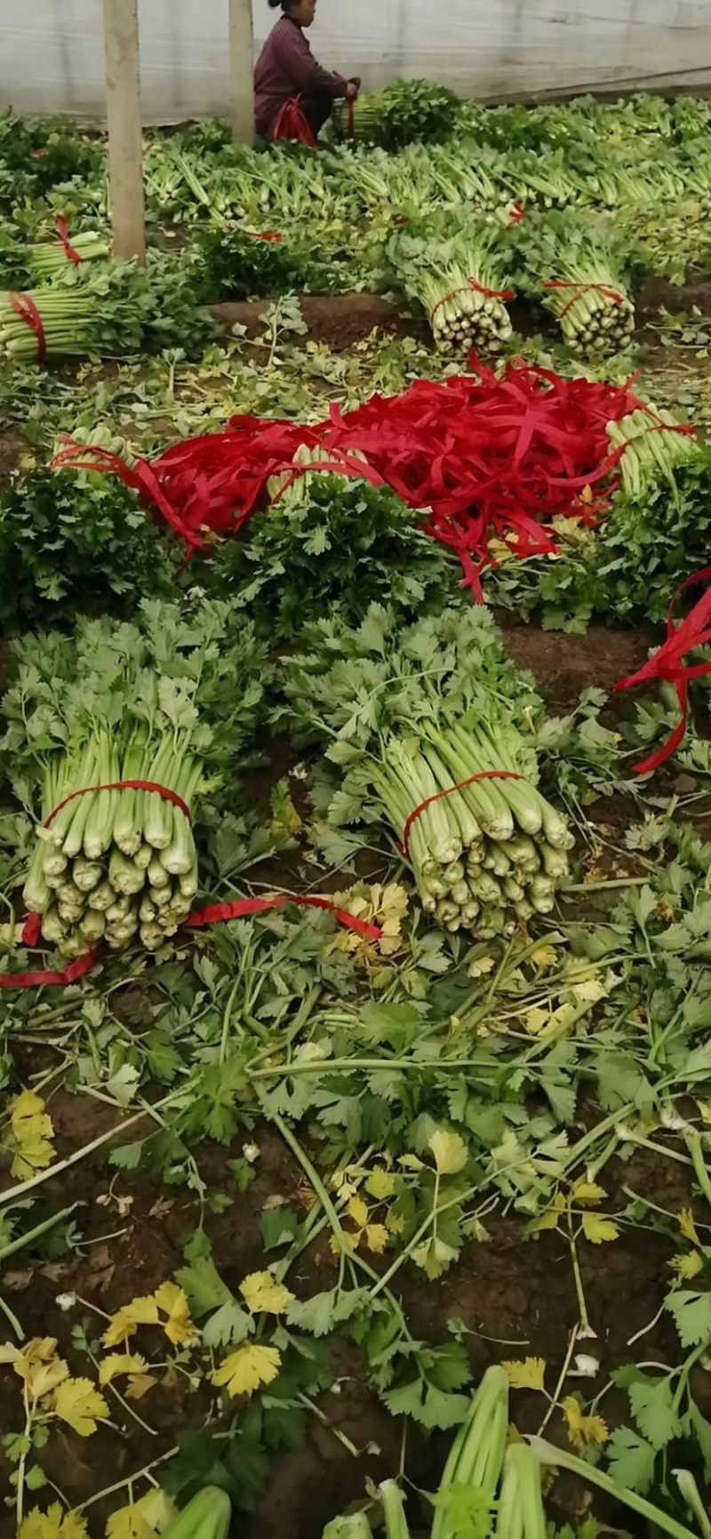 【大棚西芹】大棚芹菜价格优质量漂亮亮度好欢迎电联