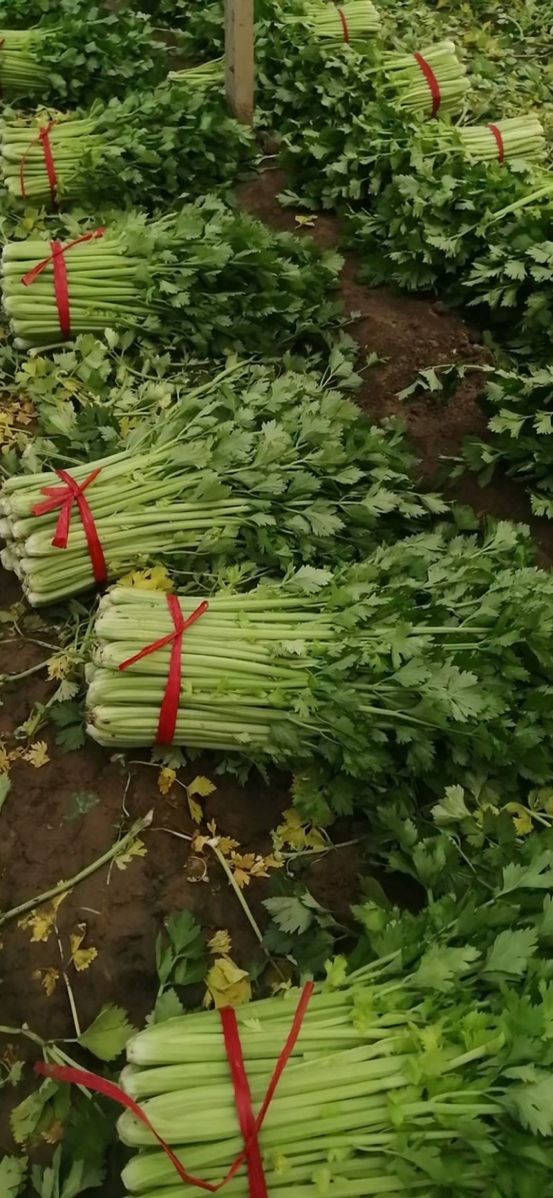 【大棚西芹】大棚芹菜价格优质量漂亮亮度好欢迎电联