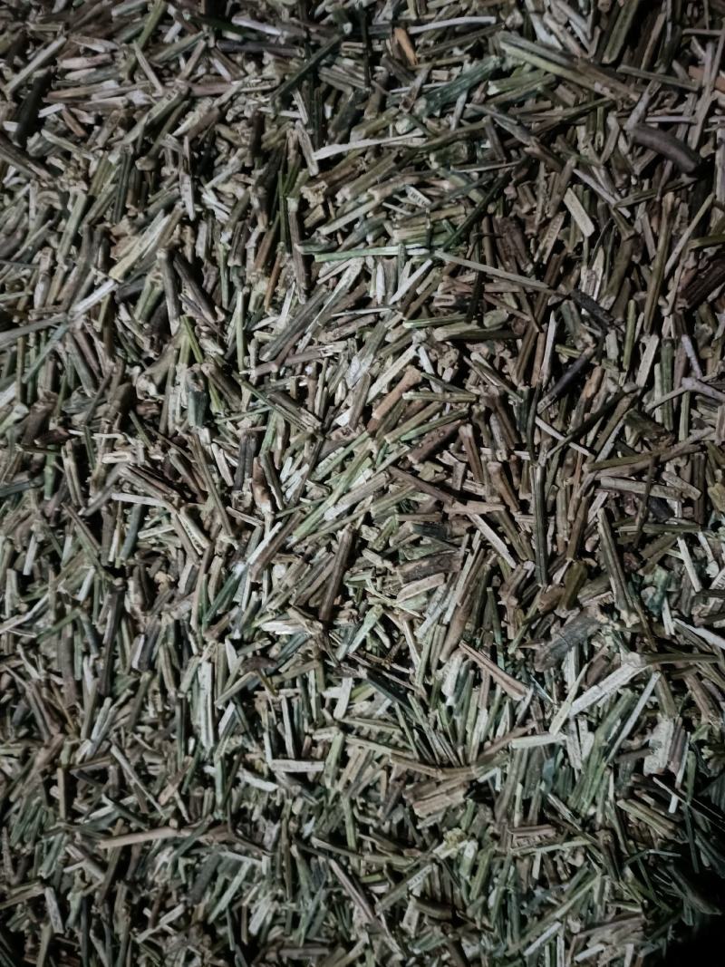 穿心莲枝干