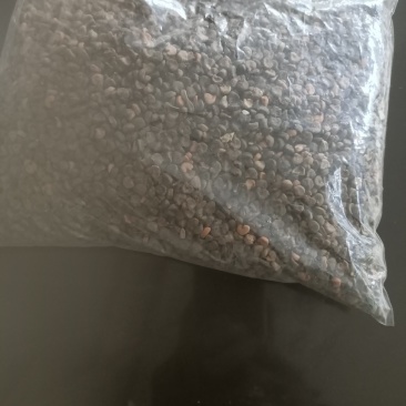 玫瑰茄种子，洛神花种子