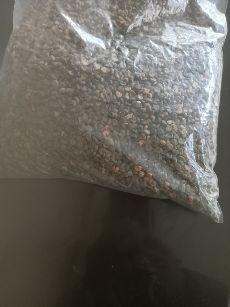 玫瑰茄种子，洛神花种子