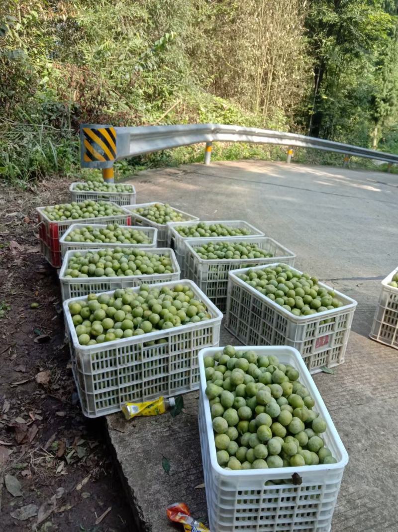 青翠李李子大量上市现货供应价格便宜质量好需要请联系