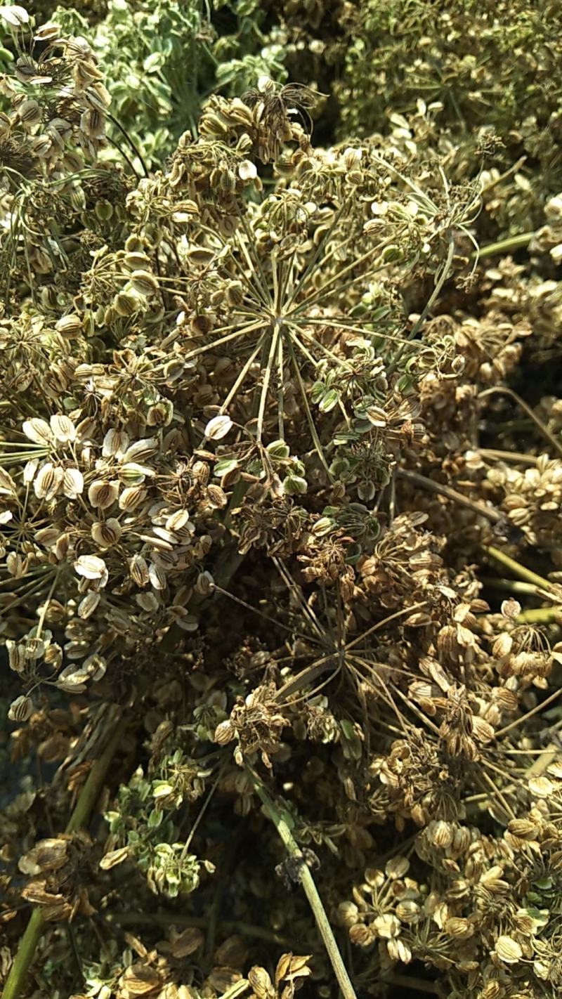 【白芷种苗】纯新两年生2吨直出质量优成活率高好栽种欢迎采购