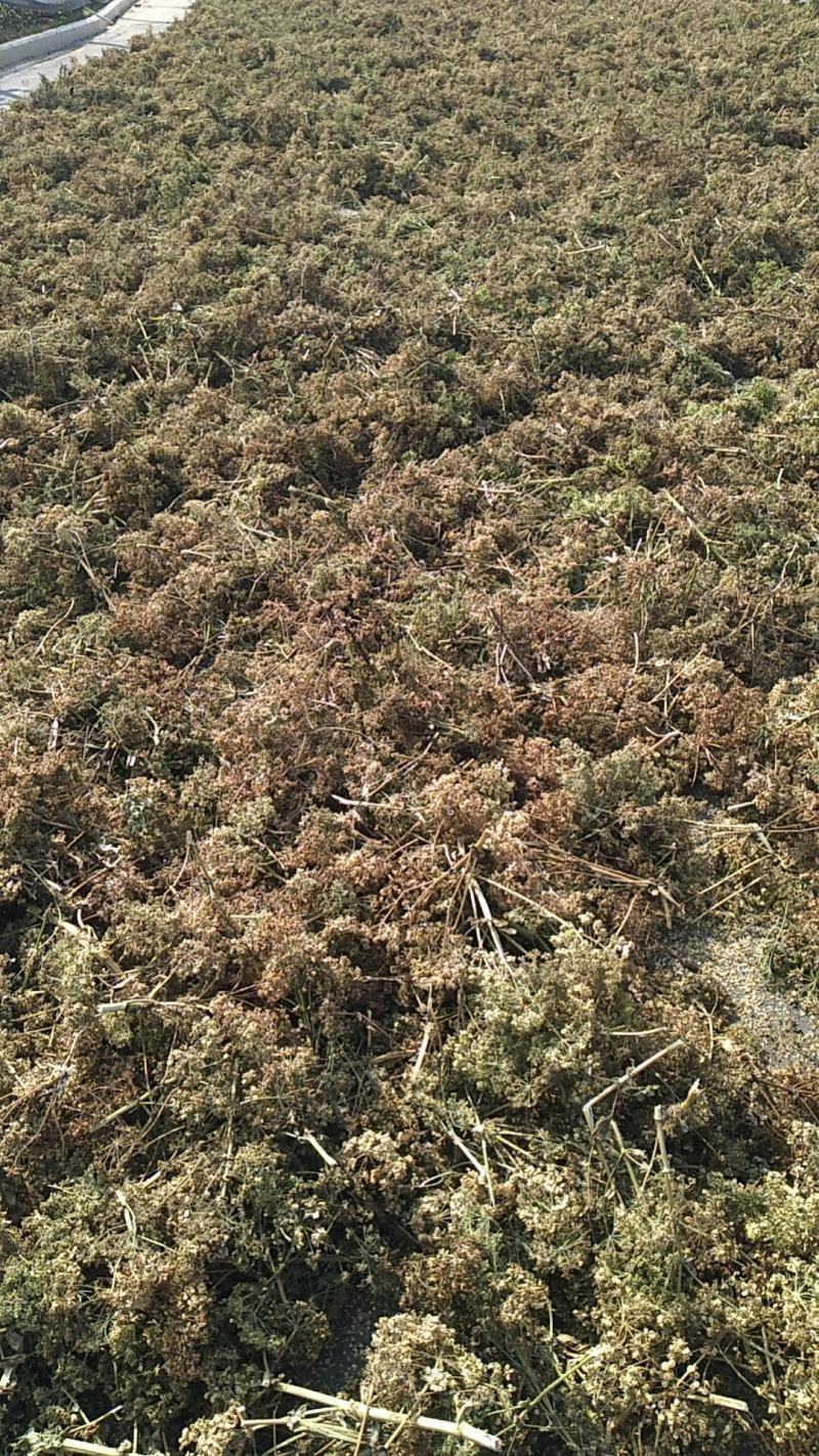 【白芷种苗】纯新两年生2吨直出质量优成活率高好栽种欢迎采购