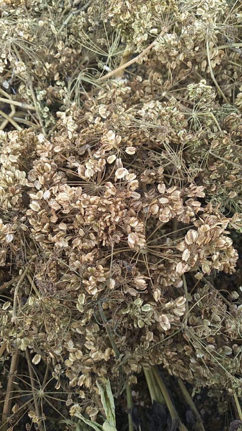 【白芷种苗】纯新两年生2吨直出质量优成活率高好栽种欢迎采购