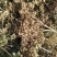 【白芷种苗】纯新两年生2吨直出质量优成活率高好栽种欢迎采购