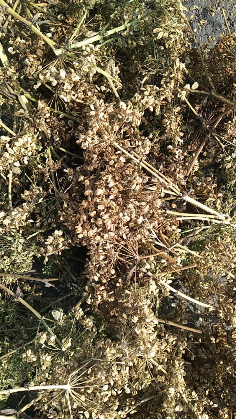 【白芷种苗】纯新两年生2吨直出质量优成活率高好栽种欢迎采购