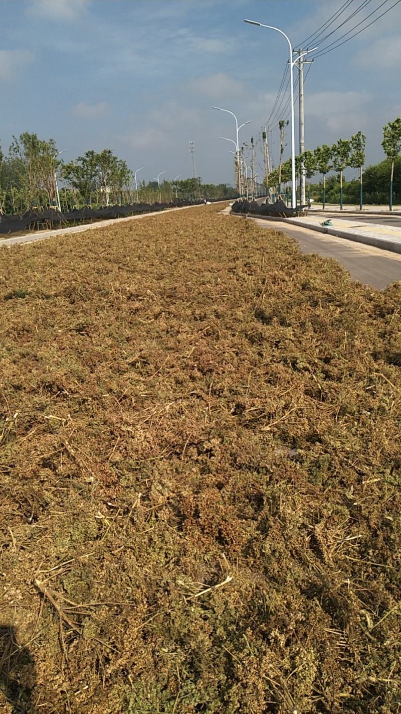 【白芷种苗】纯新两年生2吨直出质量优成活率高好栽种欢迎采购