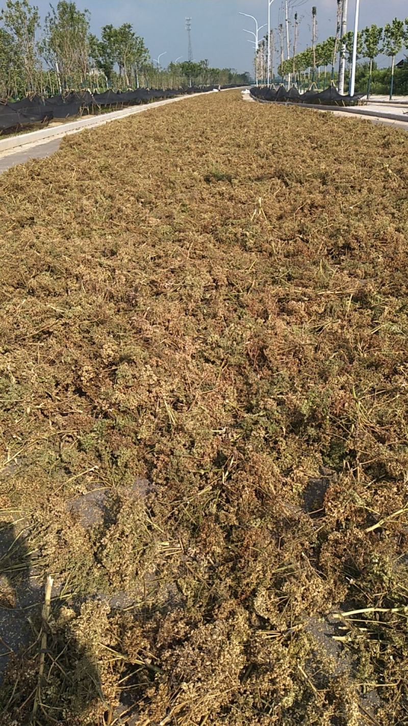 【白芷种苗】纯新两年生2吨直出质量优成活率高好栽种欢迎采购
