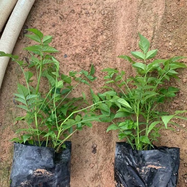 粉凌霄花,非洲凌霄、紫云藤欢迎来电详谈