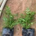 粉凌霄花,非洲凌霄、紫云藤欢迎来电详谈