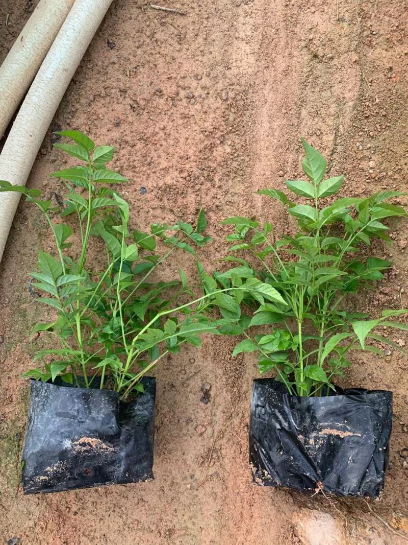 粉凌霄花，非洲凌霄、紫云藤欢迎来电详谈