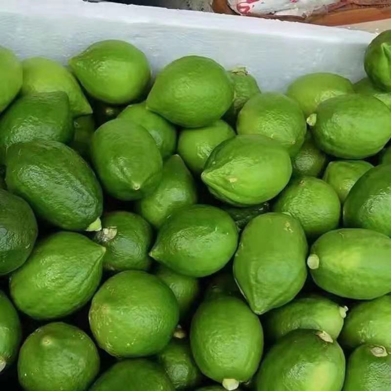 广东香水柠檬嫁接苗无籽四季当年结果无籽青柠包邮