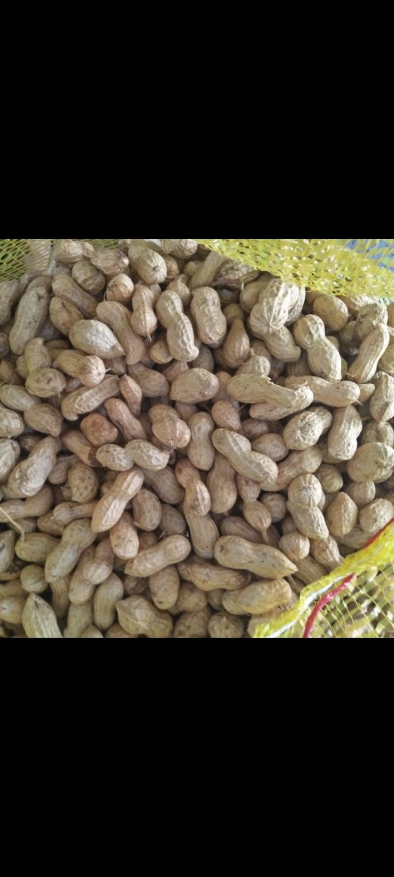 湖北老芦，白沙花生上市中，鲜货，保证质量，，欢迎致电